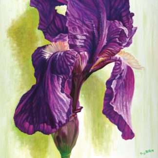 Bearded Iris II