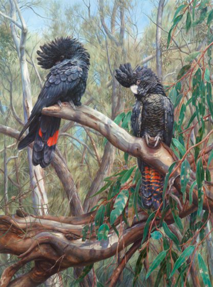 South Eastern Red-Tailed Black Cockatoos